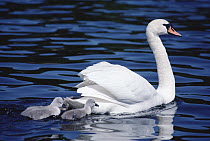 Mute Swan (Cygnus olor) mother with chicks, Sweden