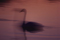Trumpeter Swan (Cygnus buccinator) silhouetted in mist, Minnesota