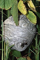 Paper Wasp (Polistes metricus) nest with individuals at entrance, Minnesota