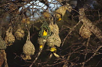 Lesser Masked Weaver (Ploceus intermedius) males building nests, South Africa