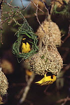Lesser Masked Weaver (Ploceus intermedius) males building nests, South Africa