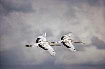 Siberian Crane (Grus leucogeranus) pair flying, China