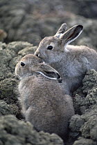 Arctic Hare (Lepus arcticus) two babies in summer coats, camouflaged against tundra, Ellesmere Island, Nunavut, Canada