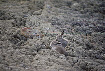 Arctic Hare (Lepus arcticus) young in summer coats camouflaged against tundra, Ellesmere Island, Nunavut, Canada