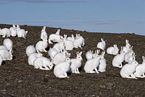 Arctic Hare (Lepus arcticus) group on tundra, Ellesmere Island, Nunavut, Canada