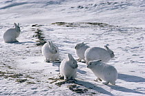 Arctic Hare (Lepus arcticus) group camouflaged on snow, Ellesmere Island, Nunavut, Canada