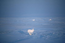 Arctic Hare (Lepus arcticus) trio running, Ellesmere Island, Nunavut, Canada