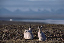 Arctic Hare (Lepus arcticus) trio on tundra, Ellesmere Island, Nunavut, Canada
