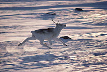 Peary Caribou (Rangifer tarandus pearyi) running across snow field, Ellesmere Island, Nunavut, Canada