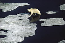 Polar Bear (Ursus maritimus) walking on ice floe, Ellesmere Island, Nunavut, Canada