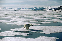 Polar Bear (Ursus maritimus) running across ice, Ellesmere Island, Nunavut, Canada
