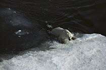 Polar Bear (Ursus maritimus) hauling out onto iceberg, Canada