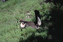 Blue Grouse (Dendragapus obscurus) male displaying, North America