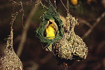 Lesser Masked Weaver (Ploceus intermedius) male building nest, South Africa