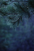 Pine (Pinus sp) trees with raindrops falling from needles, North America