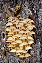 Mushroom cluster on tree surface in July, Northwoods, Minnesota