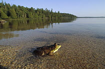 American Bullfrog (Rana catesbeiana) at edge of lake, Minnesota