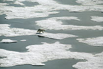 Polar Bear (Ursus maritimus) crossing icefield during spring thaw, Ellesmere Island, Nunavut, Canada