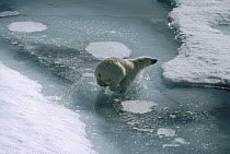 Polar Bear (Ursus maritimus) running over icefield during spring thaw, Ellesmere Island, Nunavut, Canada