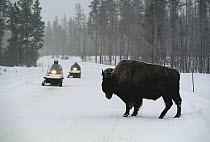American Bison (Bison bison) and snowmobiles, Yellowstone National Park, Wyoming