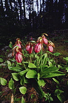 Stemless Lady's Slipper (Cypripedium acaule) orchid cluster growing on forest floor, Minnesota