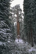 Giant Sequoia (Sequoiadendron giganteum) forest in winter, King's Canyon National Park, California