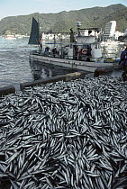 Fisherman's catch, Suruga Bay, Japan