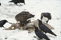 Common Raven (Corvus corax) and Bald Eagle (Haliaeetus leucocephalus) group feeding on deer carcass in snow, Minnesota