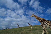 Giraffe (Giraffa sp) trio in field, San Diego Zoo Safari Park, California