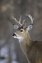 White-tailed Deer (Odocoileus virginianus) male, Minnesota