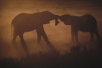 African Elephant (Loxodonta africana) pair sparring at sunset, Namibia