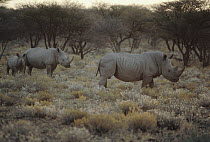 White Rhinoceros (Ceratotherium simum) trio, Namibia