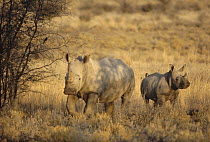 White Rhinoceros (Ceratotherium simum) mother and young, Namibia