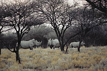 White Rhinoceros (Ceratotherium simum) trio standing among trees, Namibia