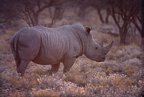 White Rhinoceros (Ceratotherium simum) portrait, Namibia