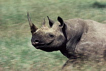 Black Rhinoceros (Diceros bicornis) charging, Namibia