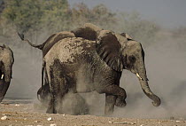 African Elephant (Loxodonta africana) group taking dust bath, Etosha National Park, Namibia