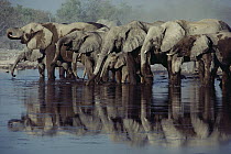 African Elephant (Loxodonta africana) herd drinking at waterhole, Etosha National Park, Namibia