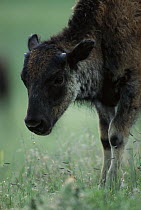 American Bison (Bison bison) calf in tallgrass prairie, South Dakota
