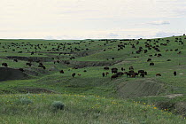 American Bison (Bison bison) herd of adults and calves on tallgrass prairie, South Dakota