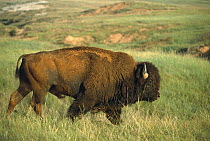American Bison (Bison bison) male walking through tallgrass prairie, South Dakota