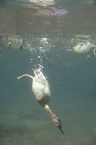 Canvasback (Aythya valisineria) duck diving underwater in search of food, North America