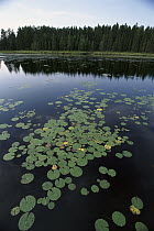Lily pads, Boundary Waters Canoe Area Wilderness, Northwoods, Minnesota