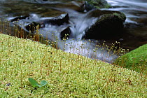 Moss with emerging sporophytes, Minnesota