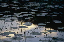 Water Lily (Nymphaea sp) cluster in pond, northern Minnesota