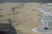 Turkey Vulture (Cathartes aura) flying over Pfeiffer State Park, Big Sur, California