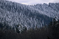Snow covered conifers, Great Smoky Mountains National Park, Tennessee