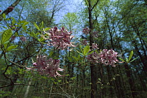 Rhododendron (Rhododendron sp) flowers, Great Smoky Mountains National Park, North Carolina