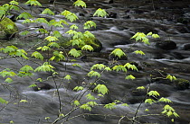 Green leaves over stream, Great Smoky Mountains National Park, North Carolina
