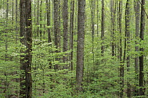 Deciduous forest in spring, Great Smoky Mountains National Park, North Carolina